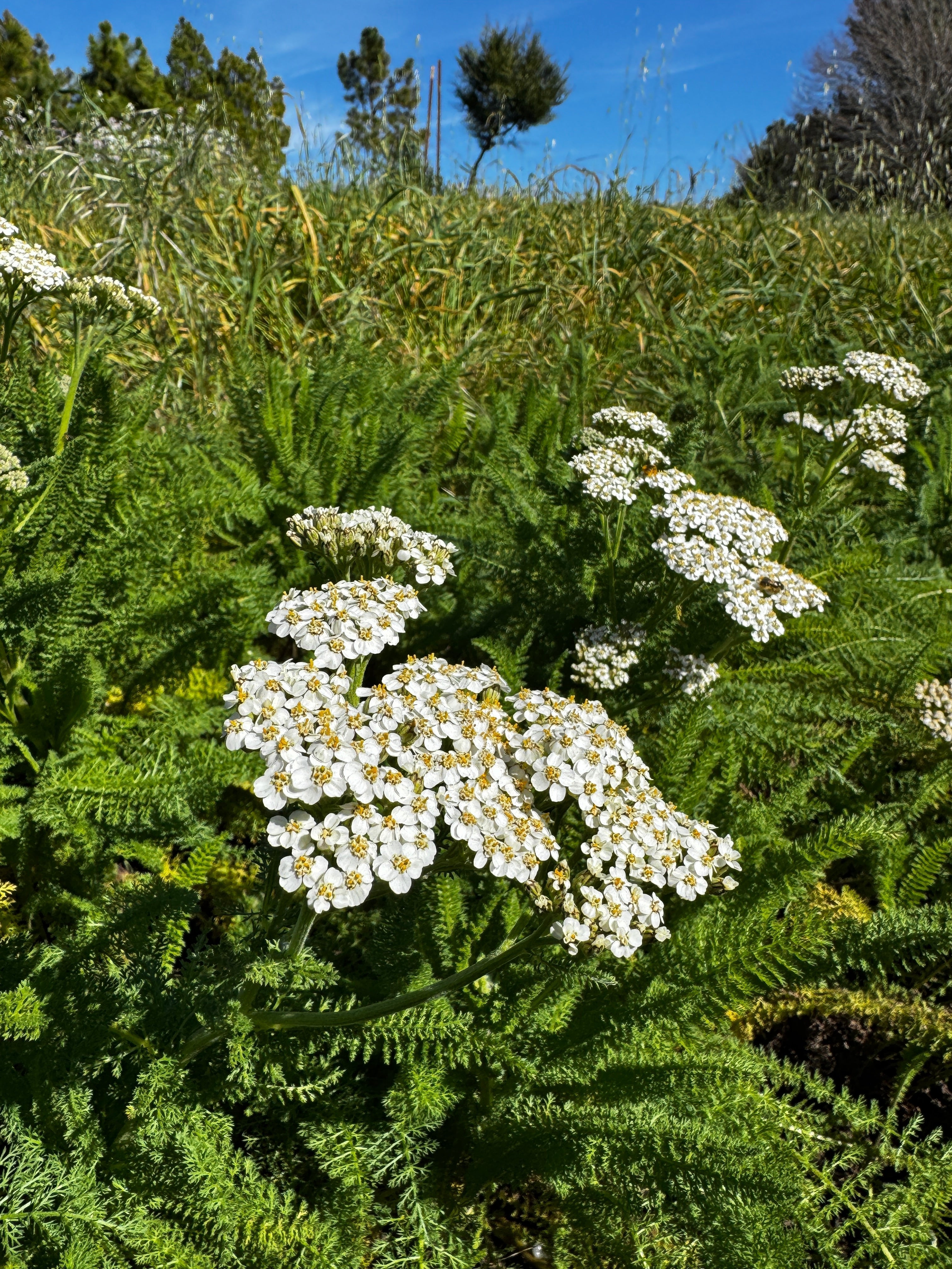 The Plants Already Knew: On Skin Resilience and the Wisdom Beneath the Trend